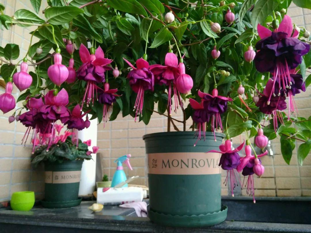 beats365唯一官网|
“唯女子与小人难养也”这句话的寄义被世人曲解了数千年(图6)